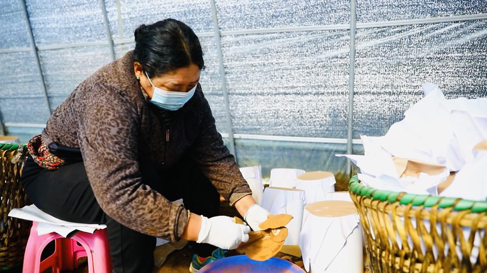 采收靈芝孢子粉。