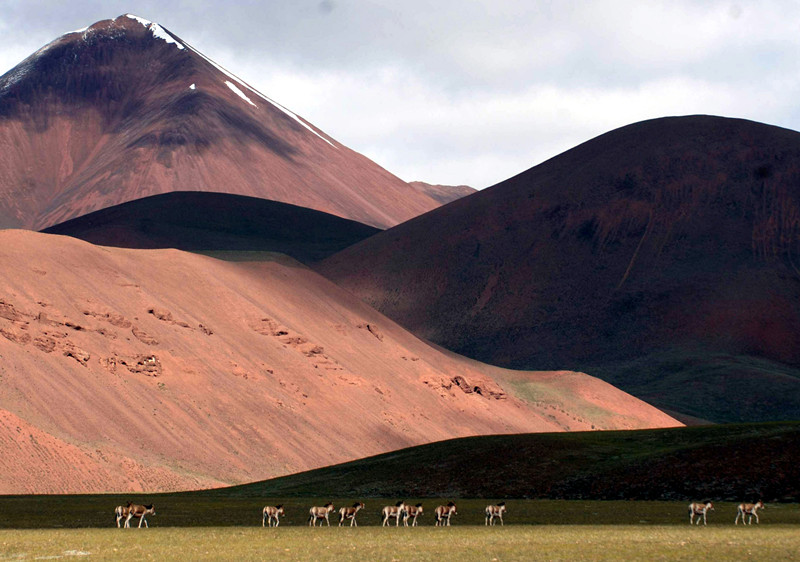 這是棲息在羌塘國家級(jí)自然保護(hù)區(qū)的國家一級(jí)保護(hù)動(dòng)物藏野驢，在悠閑地排隊(duì)行走（唐召明2014年攝）_副本.jpg