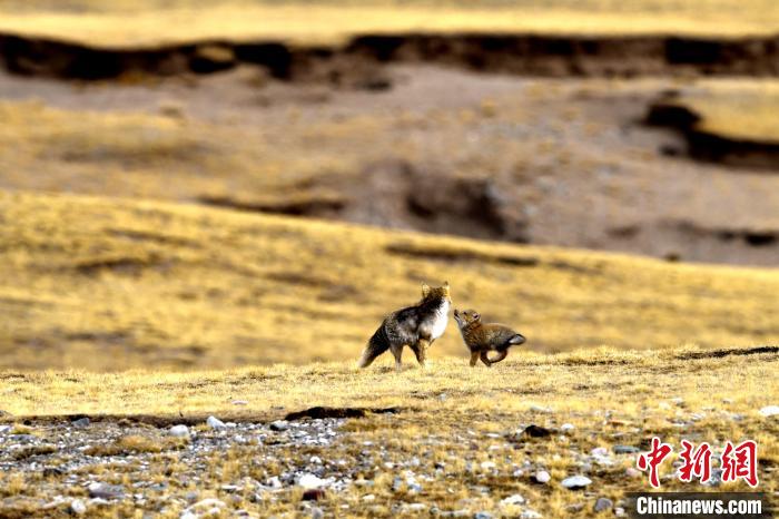 來(lái)自媽媽的愛(ài)！高原藏狐母子嬉戲畫(huà)面暖人心