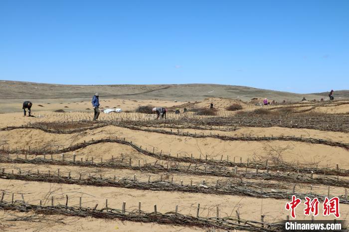 工作人員編織高山柳沙障。若爾蓋縣林業(yè)和草原局供圖