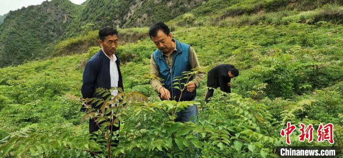 圖為張金利調(diào)研適合阿拉村種植的農(nóng)作物，經(jīng)過不斷改良技術(shù)后，產(chǎn)量大大提高。(資料圖)甘肅省水利廳供圖