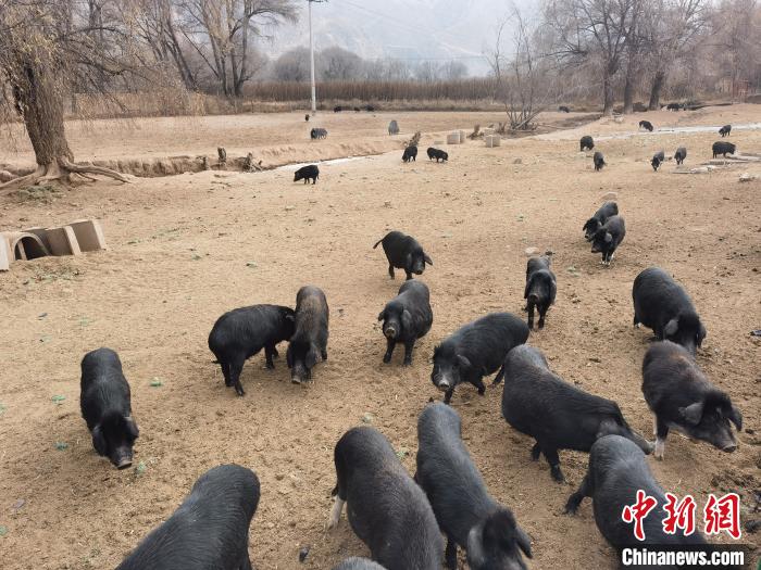 圖為藏香豬?！∑钤鲚?攝