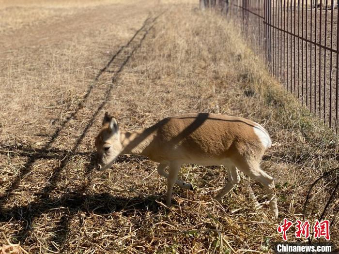圖為普氏原羚?！±罱瓕?攝