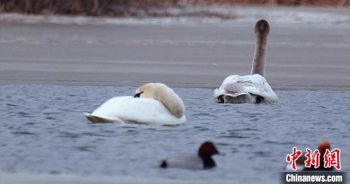 圖為疣鼻天鵝水面休憩。　青海國(guó)家公園觀鳥協(xié)會(huì)供圖 攝