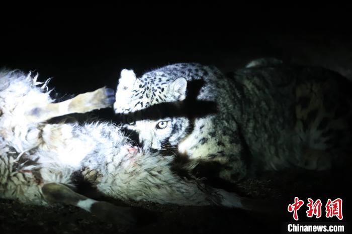 長(zhǎng)江源、瀾滄江源啟動(dòng)旗艦物種雪豹及棲息地保護(hù)項(xiàng)目