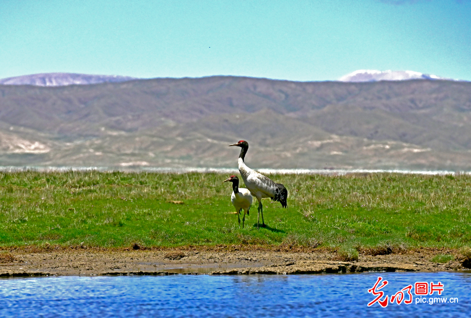 三江源國家公園正式設立，這是青海生態(tài)文明建設的新答卷