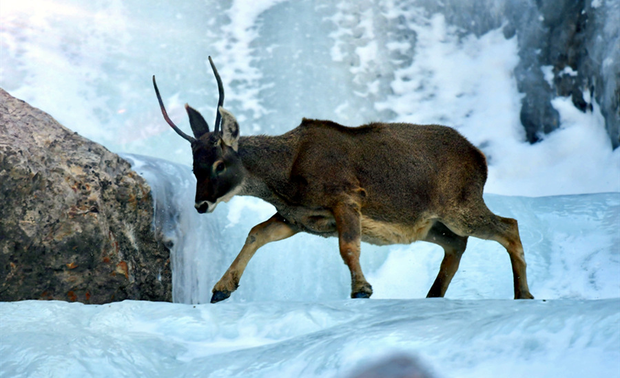 活躍在青海省海西州柏樹山的白唇鹿。巴圖那生攝