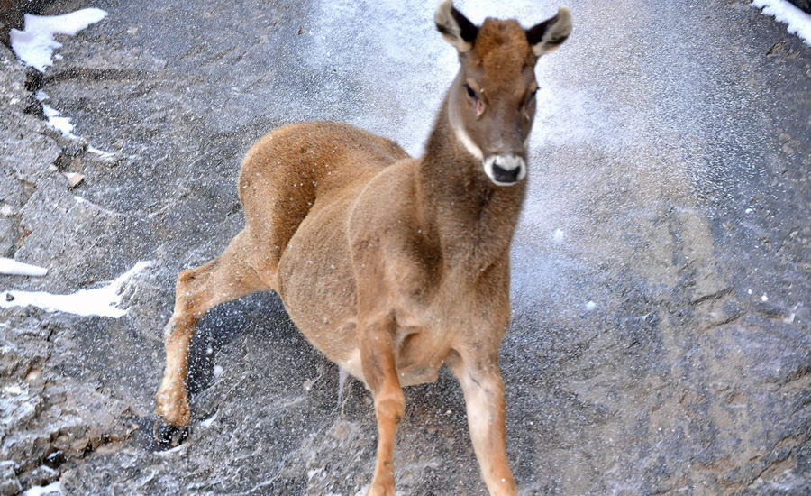 活躍在青海省海西州柏樹山的白唇鹿。巴圖那生攝