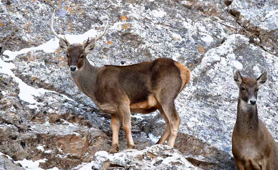 活躍在青海省海西州柏樹山的白唇鹿。巴圖那生攝