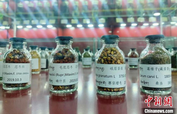 圖為海拔3500米以上珍貴草藥種子?！●R銘言 攝