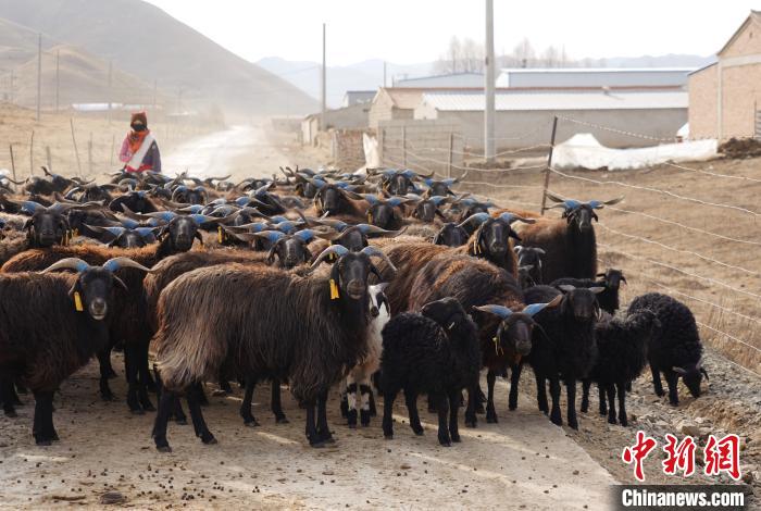 圖為牧民家的黑藏羊?！●R銘言 攝