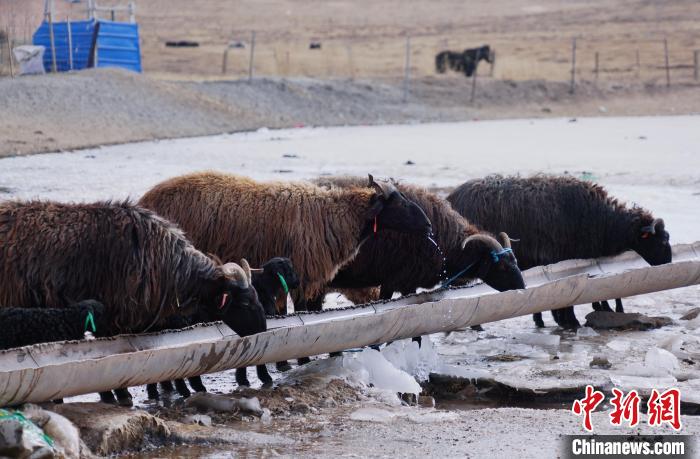 圖為黑藏羊正在喝水?！●R銘言 攝