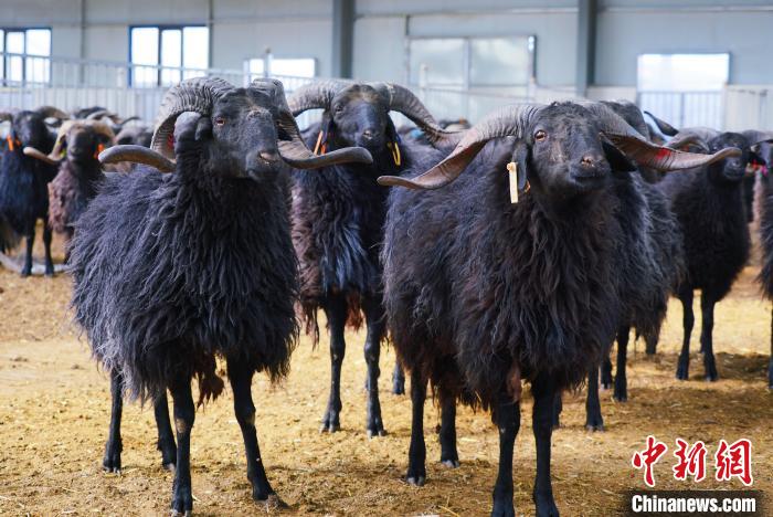 圖為黑藏羊?！●R銘言 攝