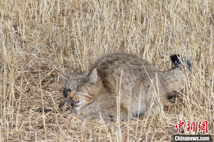 圖為拍攝到的荒漠貓。　許明遠(yuǎn) 攝