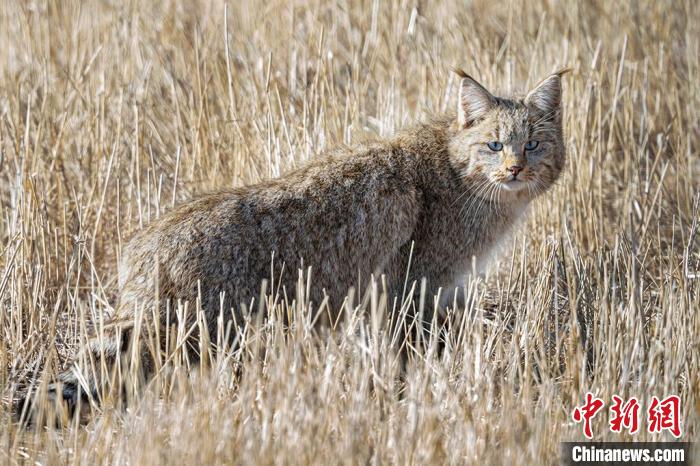 圖為拍攝到的荒漠貓?！≡S明遠(yuǎn) 攝
