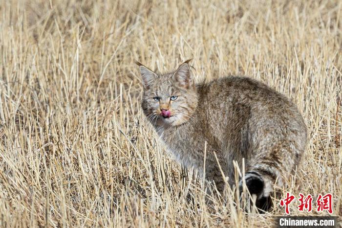 圖為拍攝到的荒漠貓?！O春生 攝