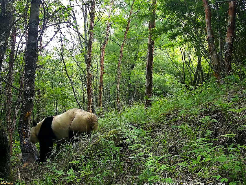 紅外相機(jī)拍攝到的野生大熊貓。平武縣融媒體中心供圖