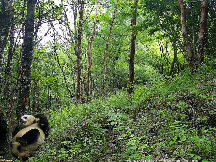 紅外相機(jī)拍攝到的野生大熊貓。平武縣融媒體中心供圖