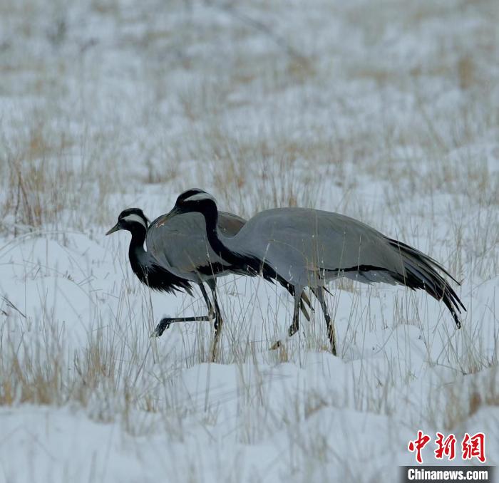 在若爾蓋濕地的蓑羽鶴?！∩袞|機(jī) 攝