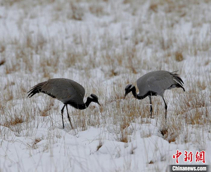 在若爾蓋濕地的蓑羽鶴?！∪魏吻?攝