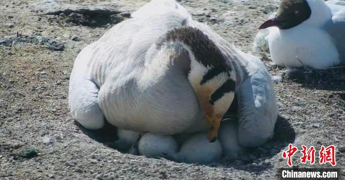 圖為斑頭雁孵蛋?！【G色江河 供圖