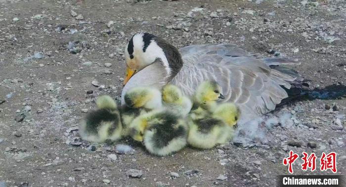 圖為斑頭雁母親和孩子們?cè)谝黄?。　綠色江河 供圖