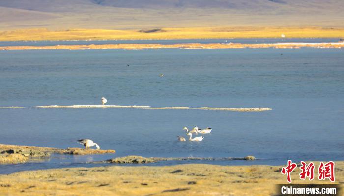 圖為斑頭雁在班德湖中休憩?！【G色江河 供圖