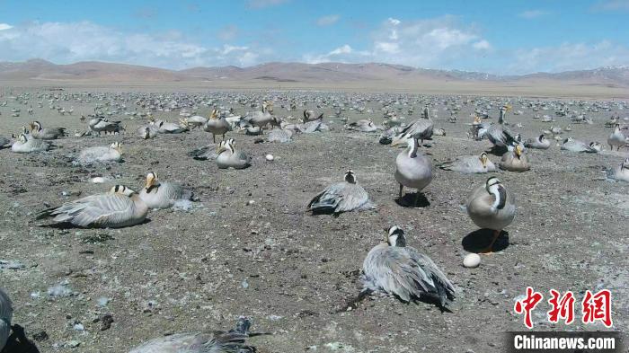 圖為斑頭雁在空地上孵蛋?！【G色江河 供圖