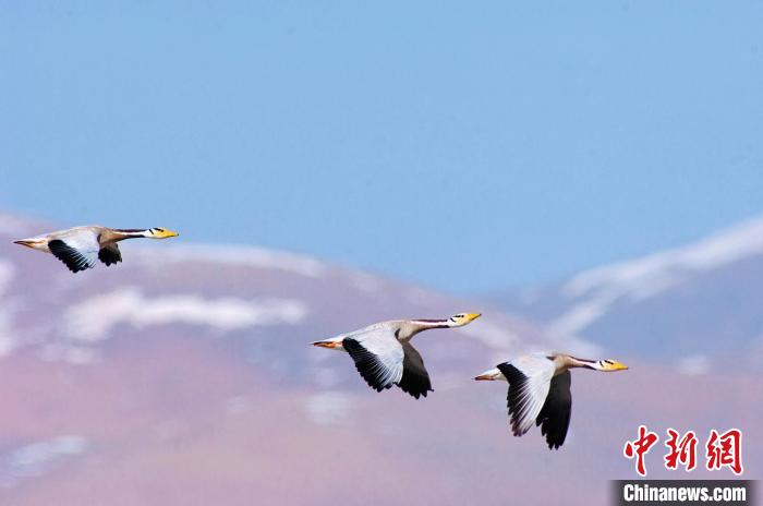 圖為斑頭雁在空中飛行?！【G色江河 供圖
