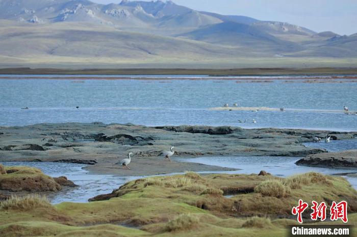 圖為斑頭雁在班德湖中覓食?！【G色江河 供圖
