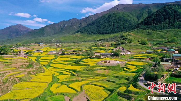 圖為加吾鄉(xiāng)的油菜花?！￡P(guān)卻才讓 攝