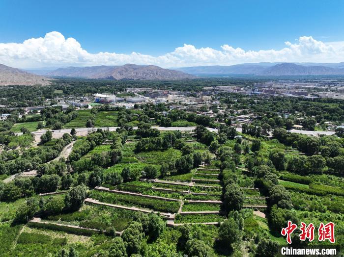 航拍貴德縣黃河岸畔綠意盎然。　馬銘言 攝