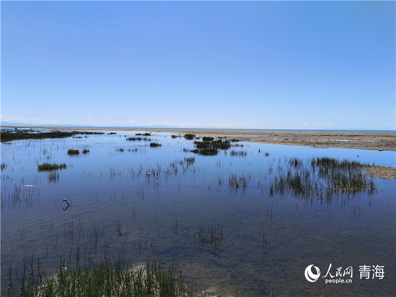   青海湖仙女灣。人民網(wǎng) 張莉萍攝
