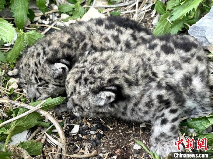 四川甘孜：護林員助力走失雪豹幼崽回到母豹身邊