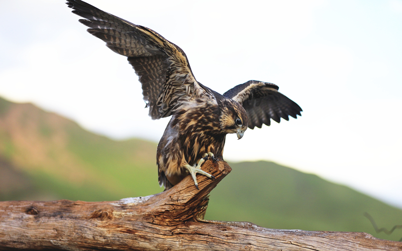 獵隼。江文江措攝