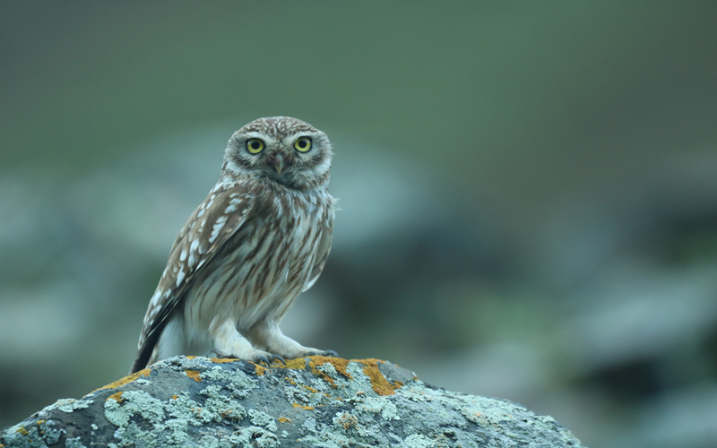 縱紋腹小鸮。江文江措攝
