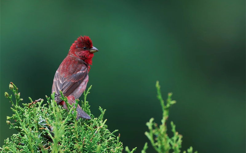 普通朱雀。江文江措攝
