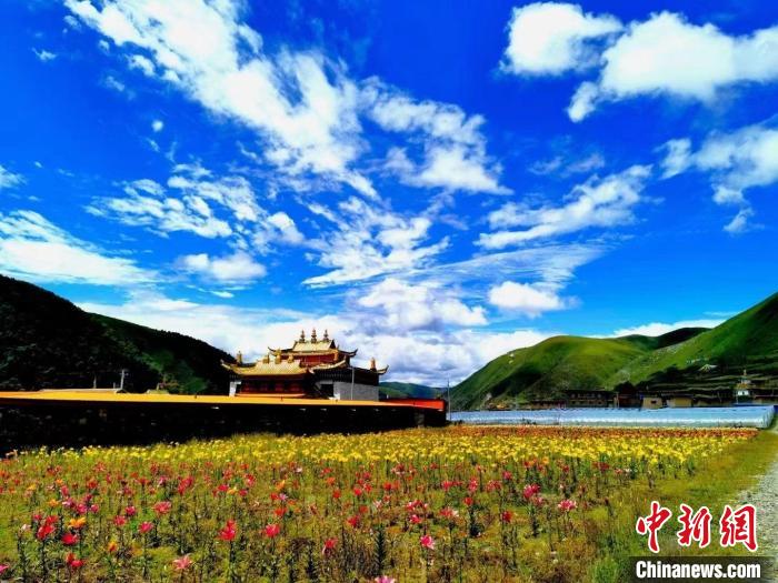 近百畝百合花競相開放，景色誘人?！∪捞量h委宣傳部供圖