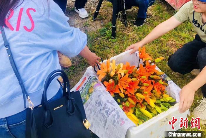 村民采摘百合花?！∪捞量h委宣傳部供圖