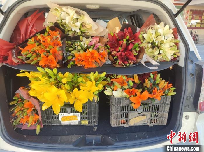 剛剛采摘下來的百合花。　壤塘縣委宣傳部供圖