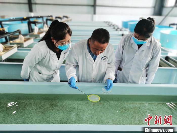 圖為工作人員檢查魚(yú)苗。　張?zhí)砀?攝