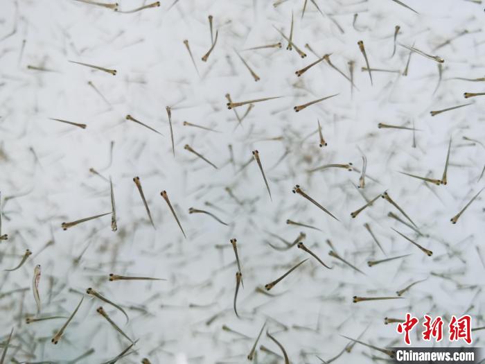 探訪青海湖湟魚“育嬰室”：“密集”育苗，體重10克放流