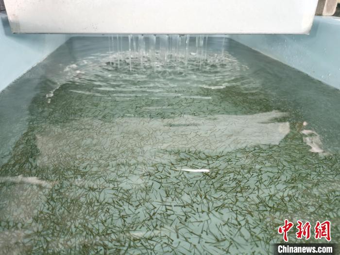 圖為正在育苗?！?zhí)砀?攝