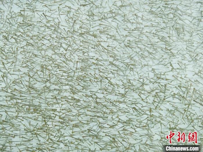 圖為密集培育的魚苗?！?zhí)砀?攝