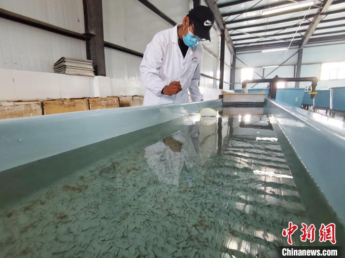 圖為工作人員檢查魚苗?！?zhí)砀?攝