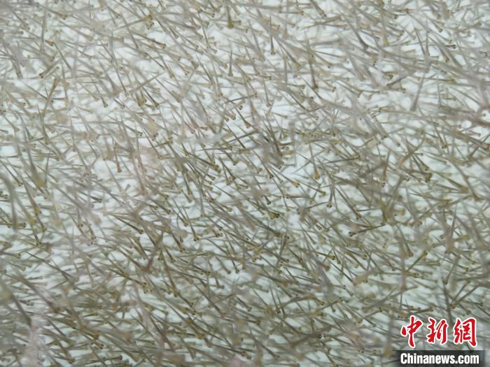 圖為密集分布的魚苗。　張?zhí)砀?攝