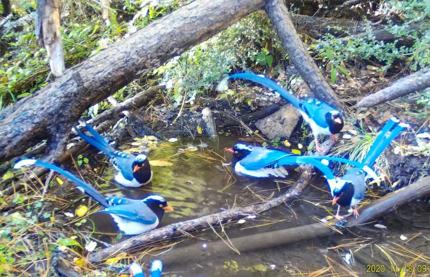 紅嘴藍鵲。涼山州委宣傳部供圖