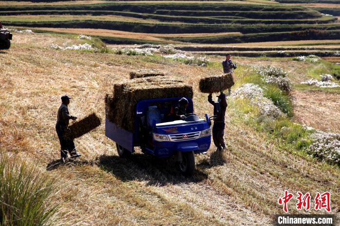 圖為飼草晾曬、打捆。　馬芝芬 攝