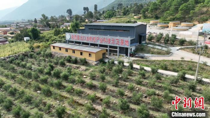 伍合村的油橄欖種植基地?！「呒午?攝