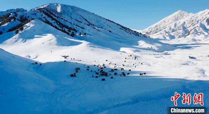 圖為牦牛群在雪地里覓食?！《继m縣融媒體中心供圖